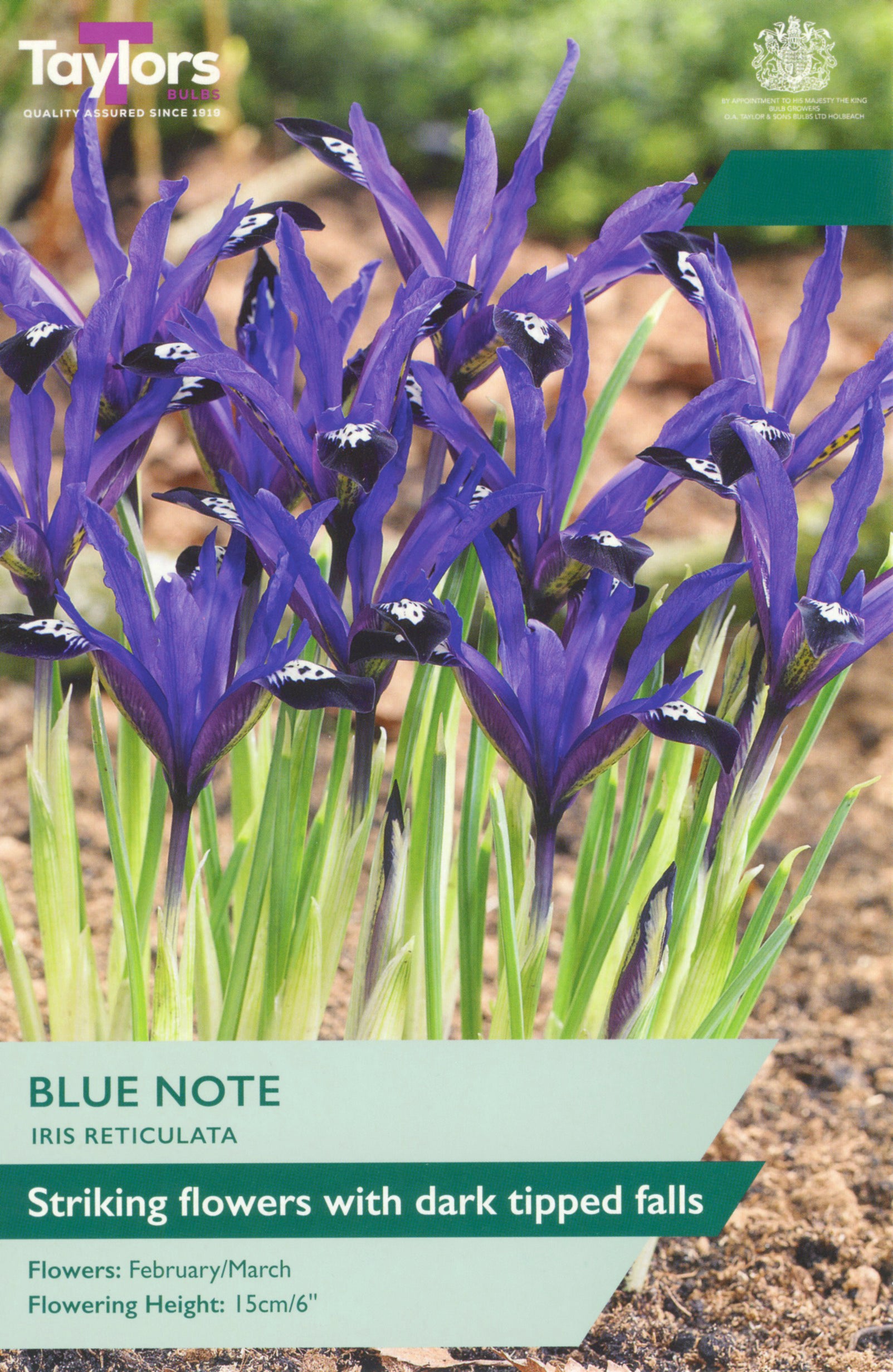 A product label or packaging graphic for Taylor's Blue Note Iris Reticulata, showing a close-up photo of purple-blue irises with green leaves growing in soil. Text on the label reads 'BLUE NOTE', 'IRIS RETICULATA', and 'Striking flowers with dark tipped falls', with flower and height details at the bottom.
