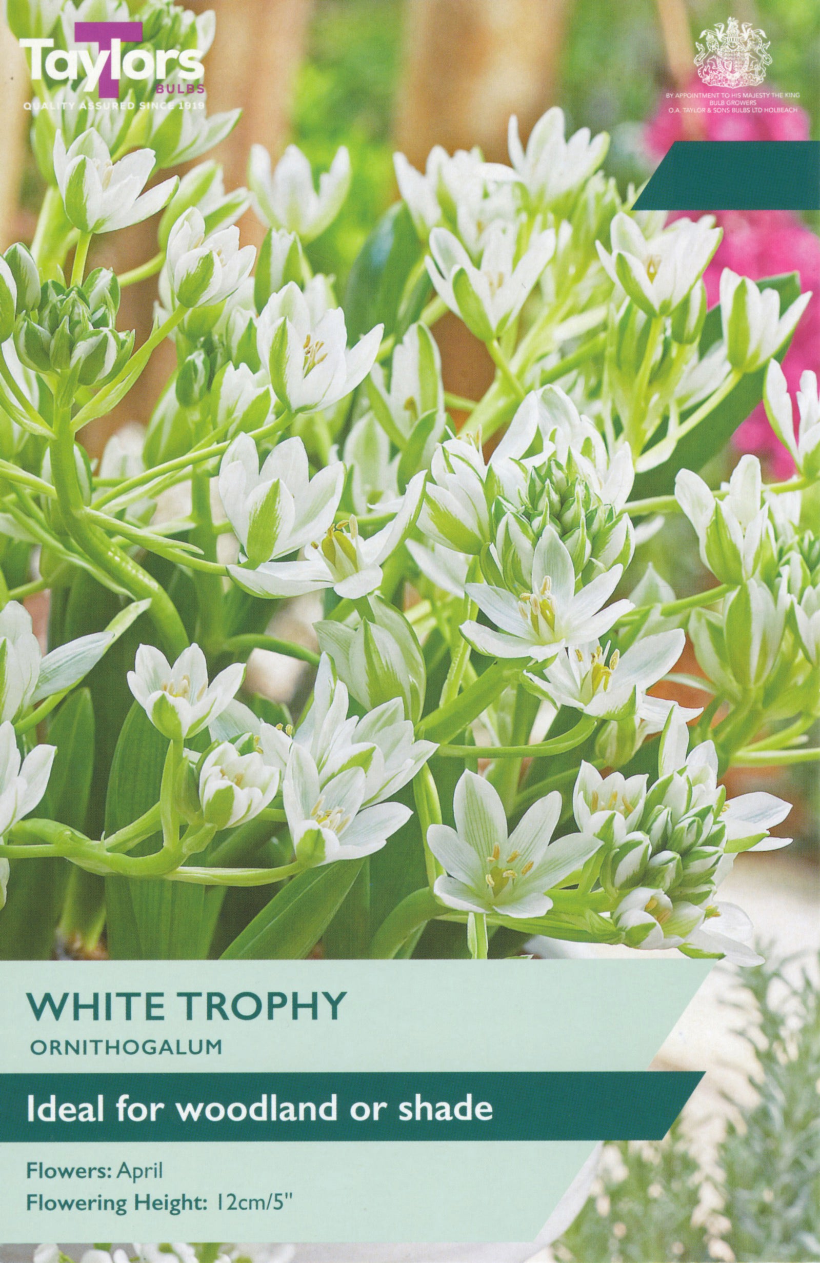 Seed packet label for Toylars White Trophy Ornithogalum, showing a close-up photo of the plant with many small white flowers and green foliage, plus text reading 'White Trophy', 'Ornithogalum', and 'Ideal for woodland or shade'.