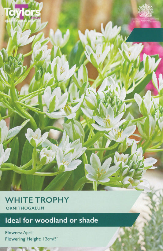 Seed packet label for Toylars White Trophy Ornithogalum, showing a close-up photo of the plant with many small white flowers and green foliage, plus text reading 'White Trophy', 'Ornithogalum', and 'Ideal for woodland or shade'.