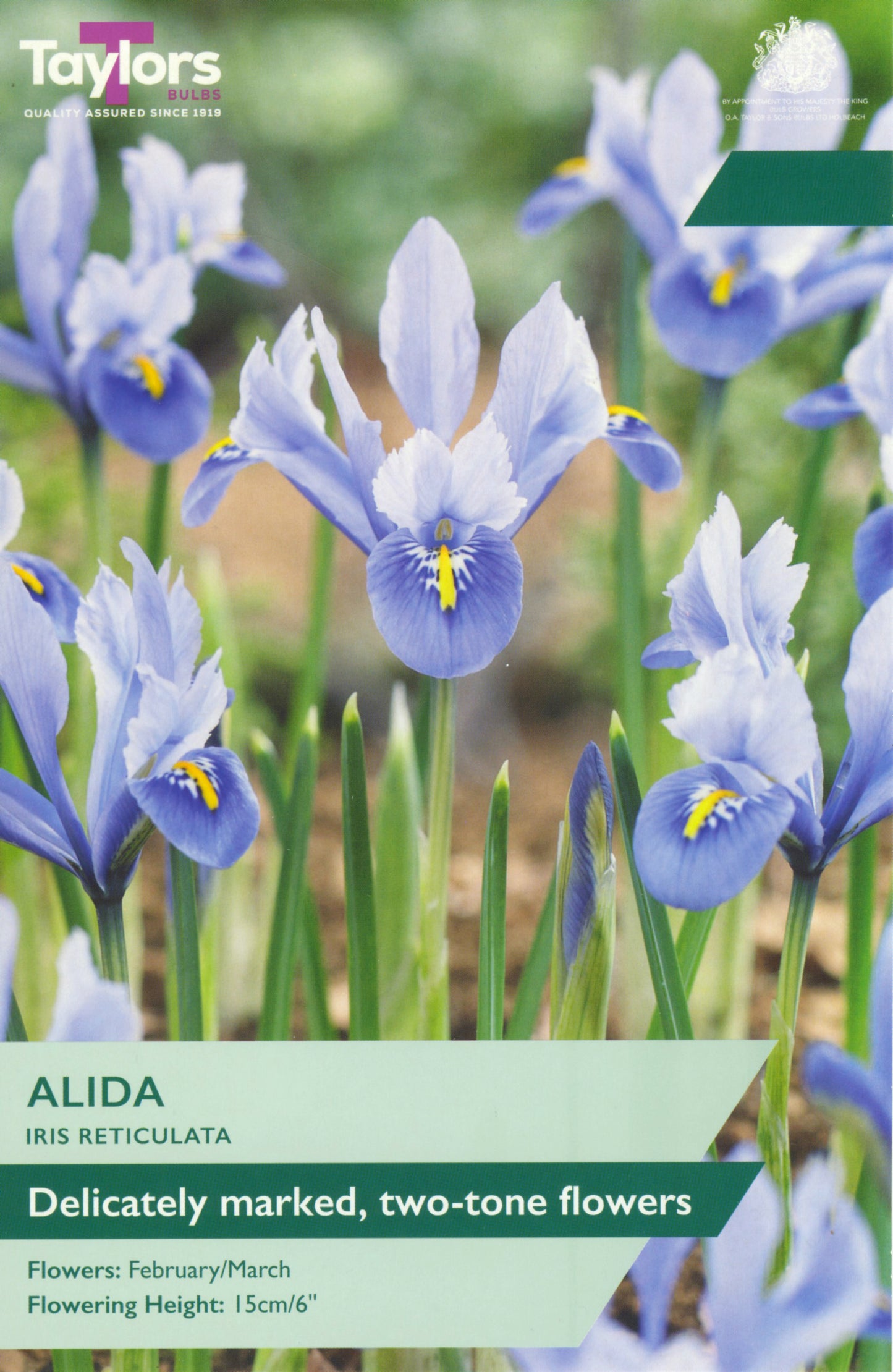 Seed packet for Taylors Alida Iris Reticulata showing blue-purple and white flowers with green leaves on a blurred garden background.