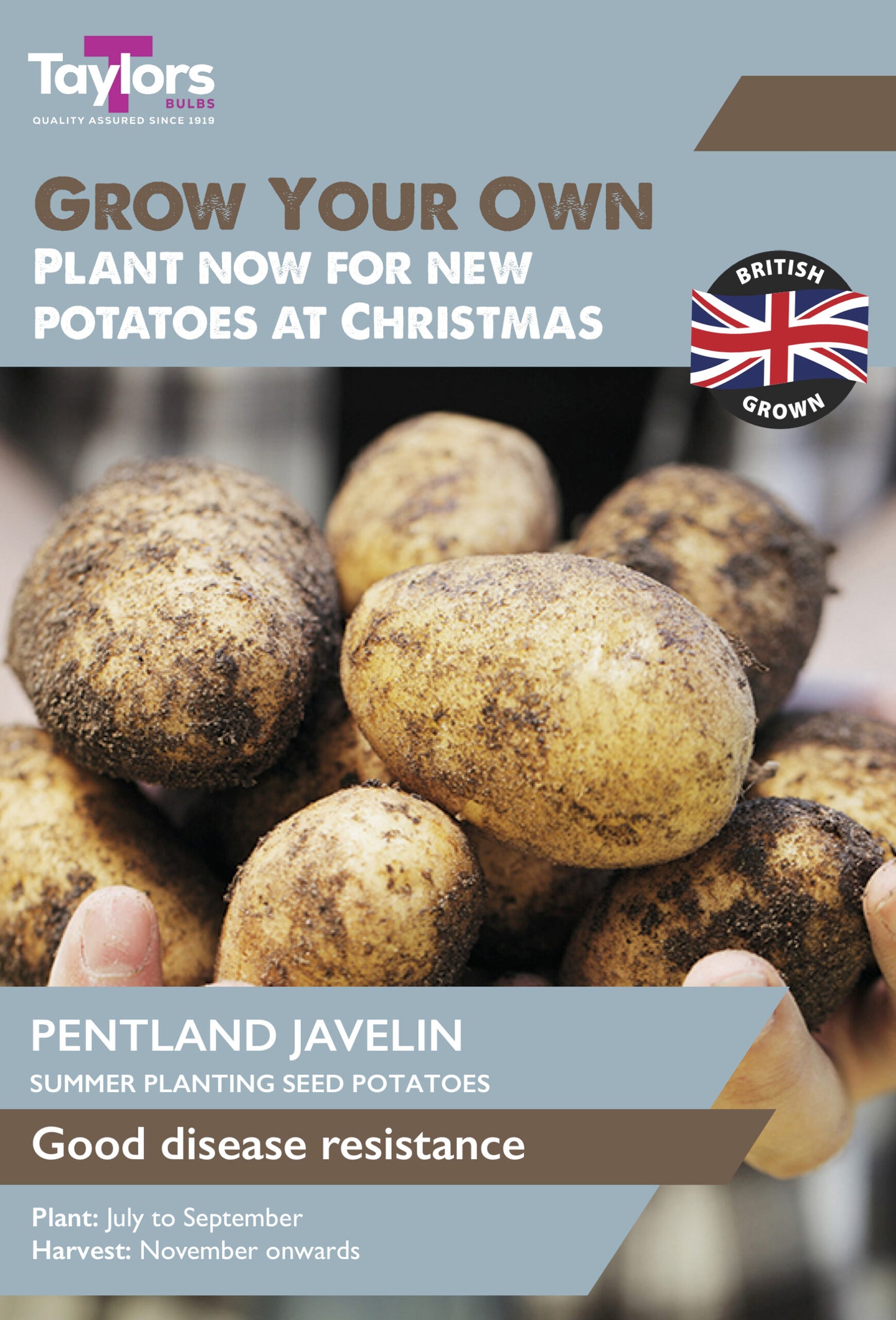 A promotional product image for Taylors English Pentland Javelin summer planting seed potatoes. The graphic features a pile of raw, unpeeled potatoes with soil, held by hands at the bottom, set against a slate blue background with text overlays detailing the product and planting/harvest times.