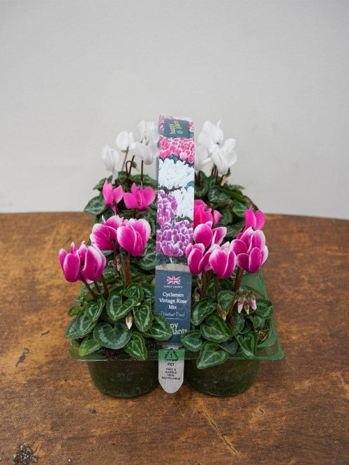 6 pack tray of Cyclamen