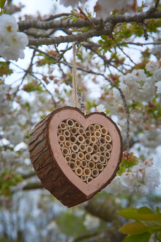 Wooden heart-shaped bee hotel hanging among white flowers and green leaves