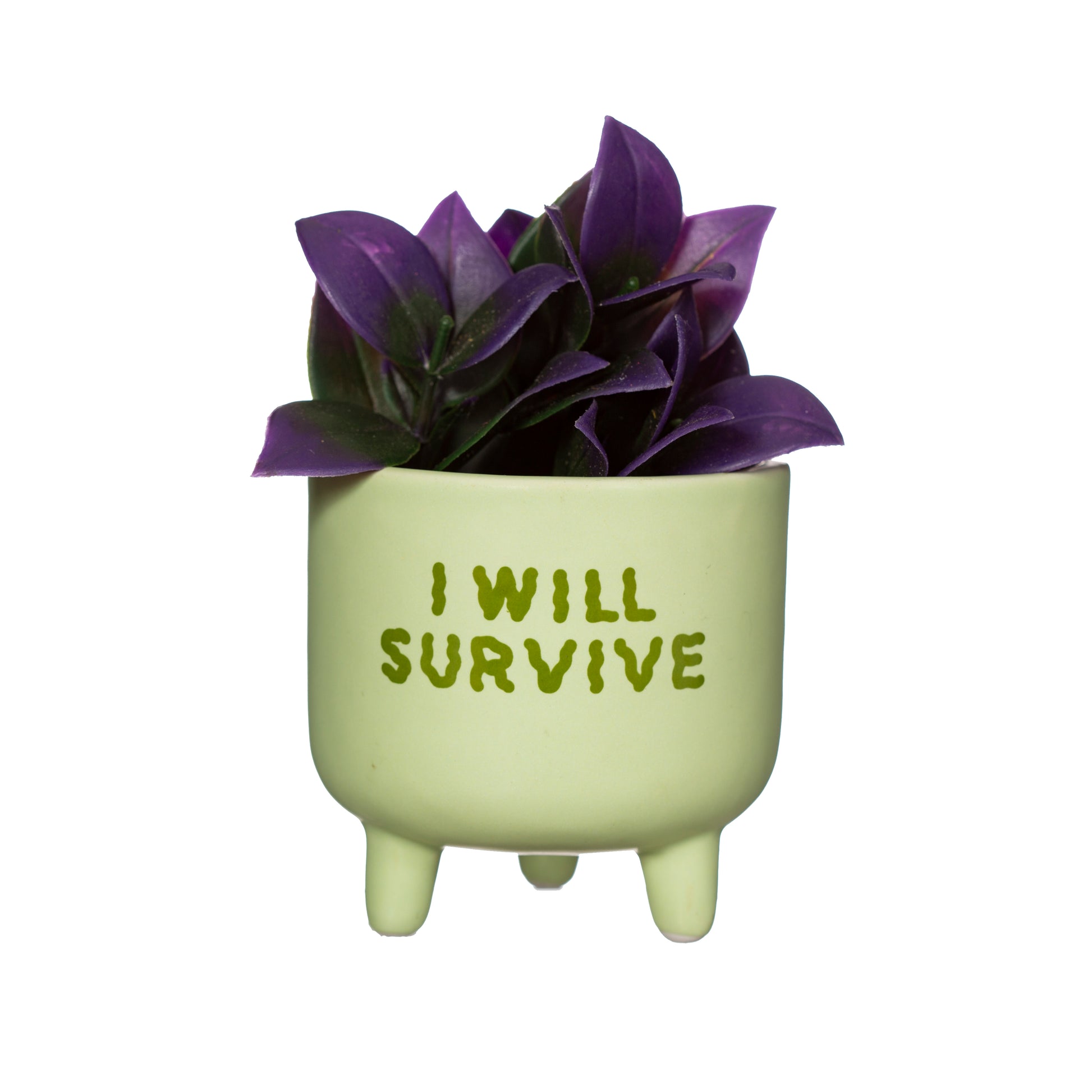 Green plant pot with purple leaves on a white background