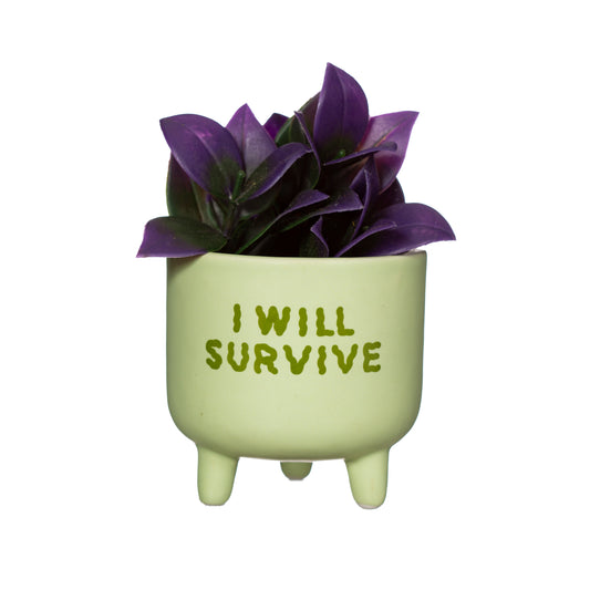 Green plant pot with purple leaves on a white background