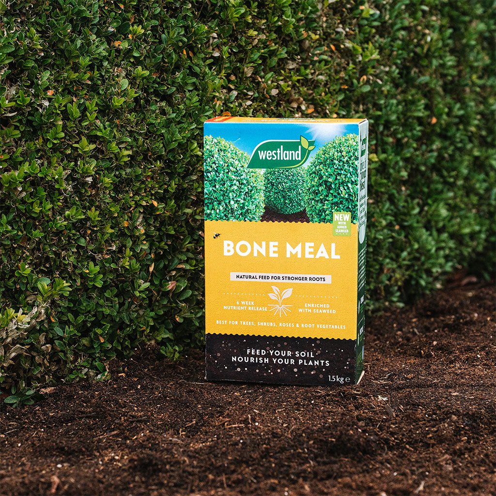 Box of Westland Bone Meal fertilizer on soil with green foliage in the background