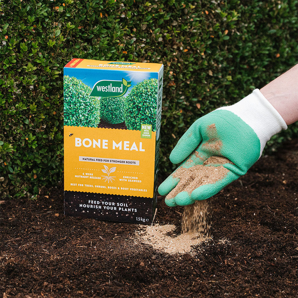 Person wearing a green gardening glove holding bone meal in front of a Westland Bone Meal box against a green hedge background.
