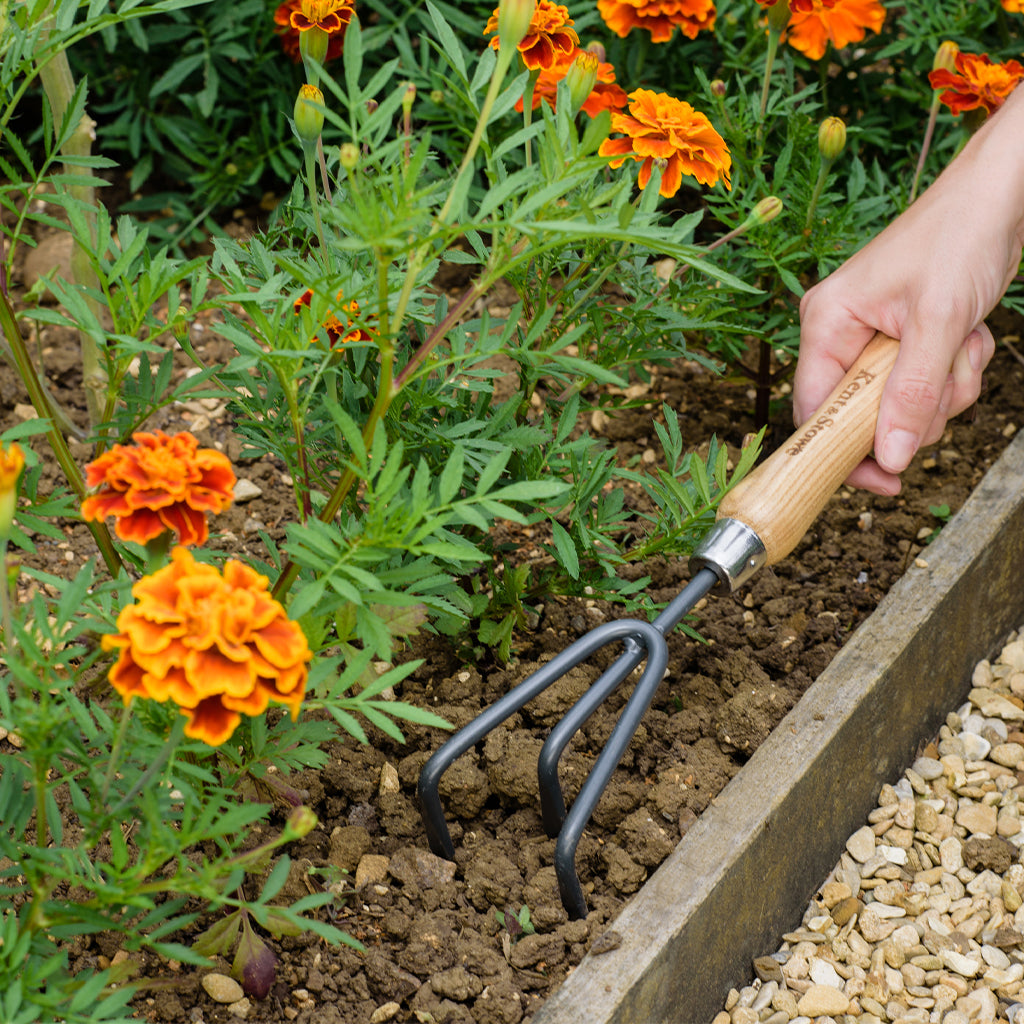 Hand holding a garden fork in soil with orange flowers and green plants