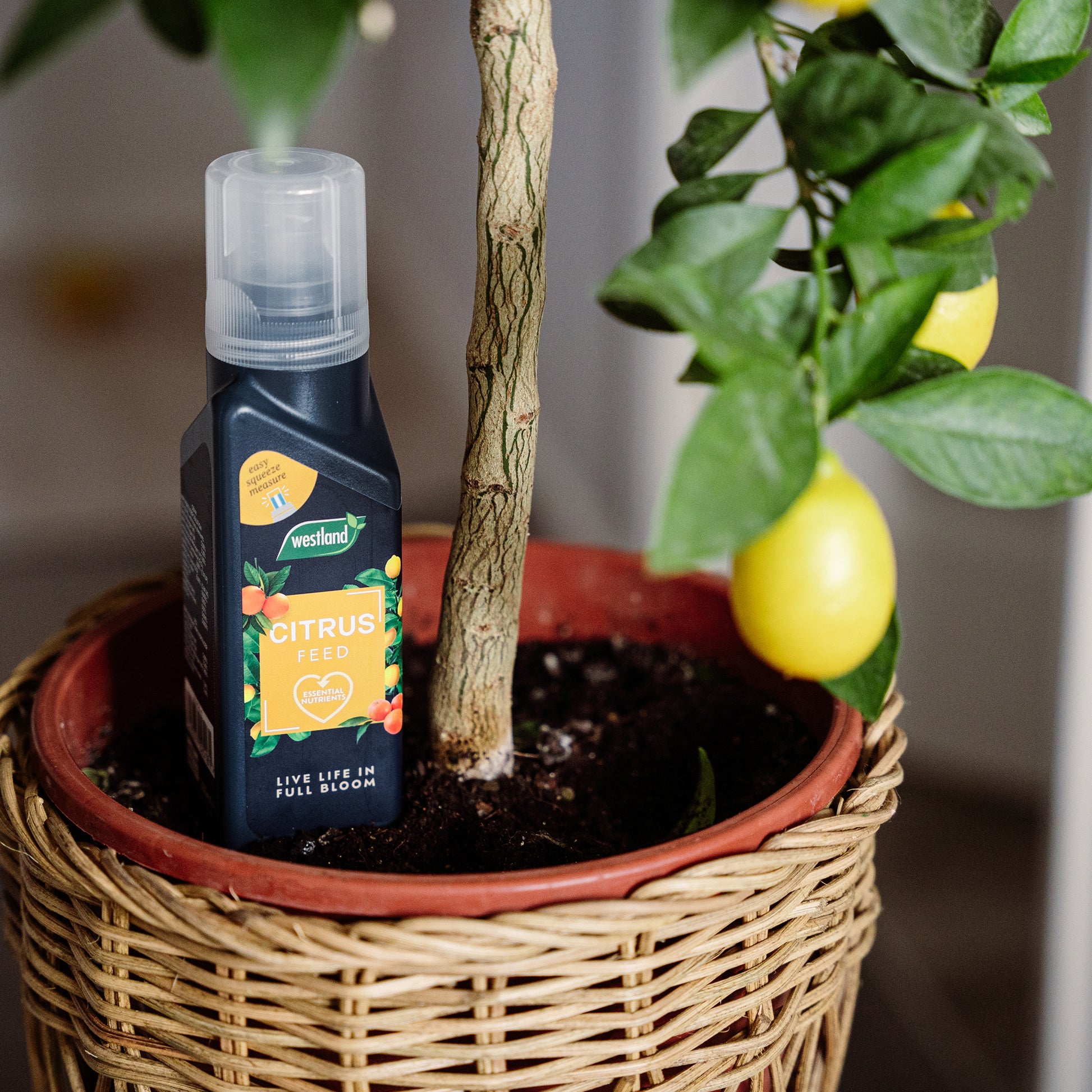 Bottle of Westland Citrus 360 plant feed to a potted lemon tree with fruits.