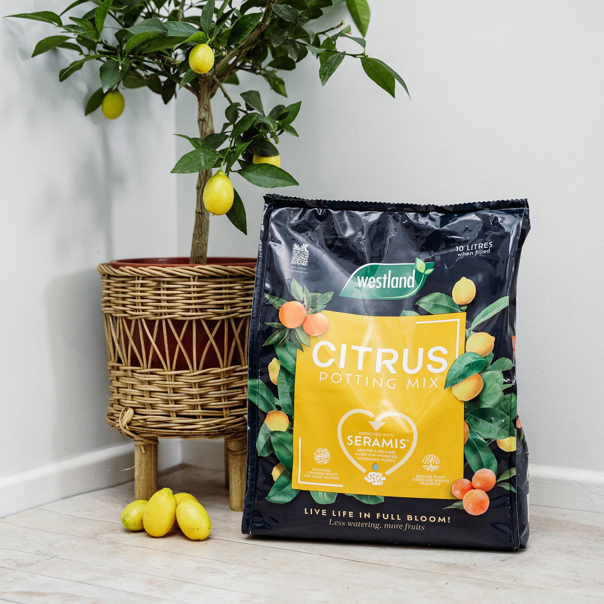 Westland Citrus Potting Mix 10L next to a potted lemon tree