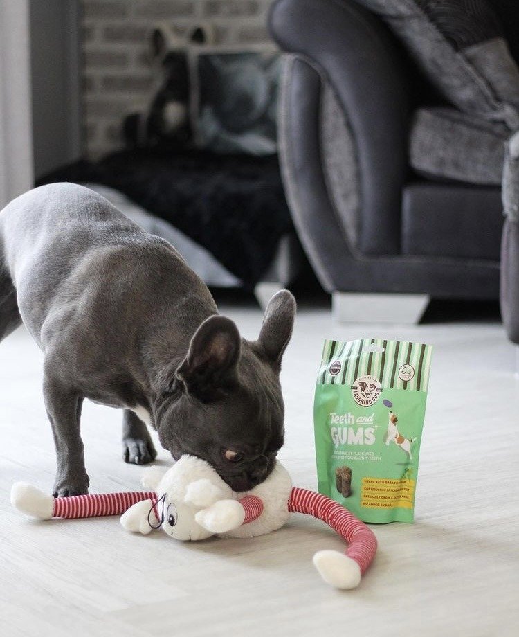 Dog playing with a toy and a package of dog treats on a floor.