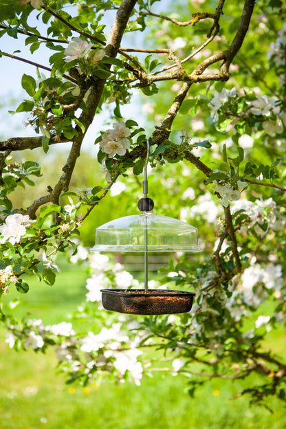 Bird feeder hanging from a tree branch in a garden with white flowers.