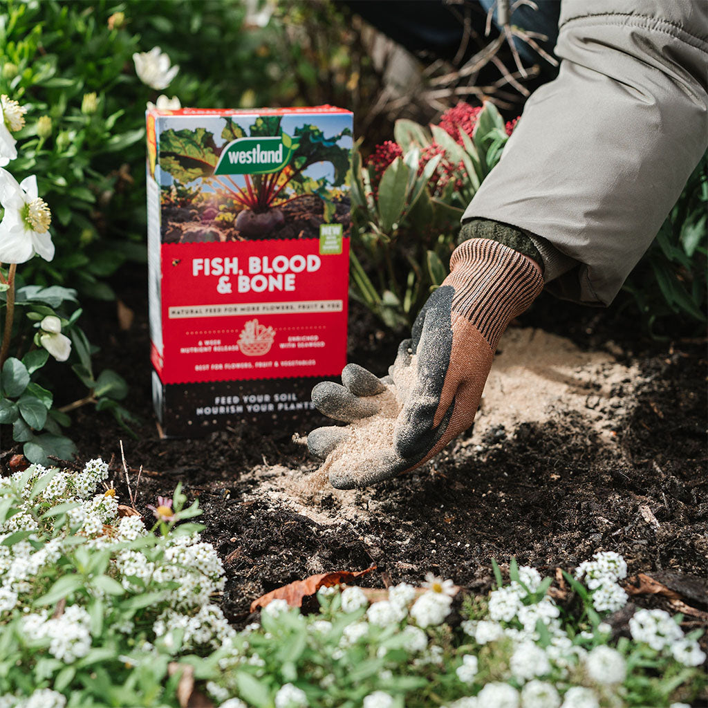 Person applying Westland Fish, Blood & Bone fertilizer to garden soil with flowers and plants around.