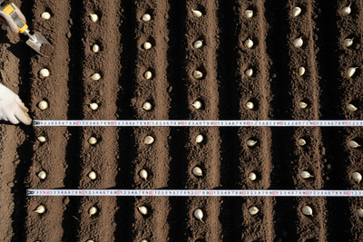 Garlic cloves being planted in rows 30cm apart. Each hole in a row 10cm apart. Single cloves only