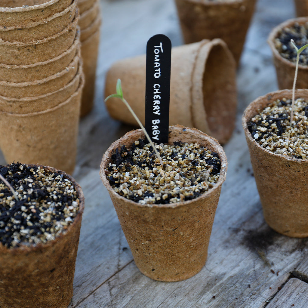 Small brown seedling pots with sprouts and a label on a wooden surface