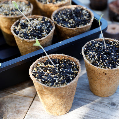 Seedling pots with young plants on a wooden surface