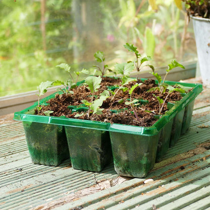 Seedlings in green trays on a wooden surface with a blurred garden background