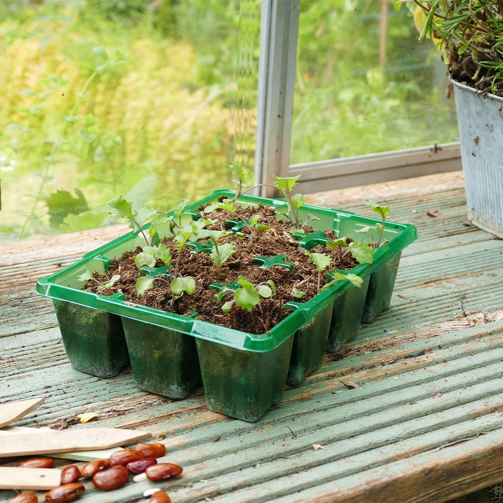 Seedlings in a green tray on a wooden surface with a greenhouse background