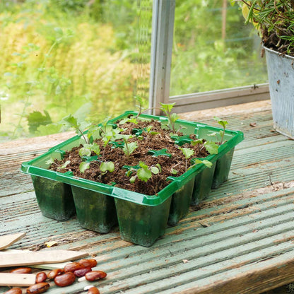 Seedlings in a green tray on a wooden surface with a greenhouse background