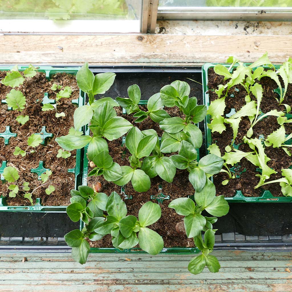 Seedlings in green trays on a wooden surface with a window in the background