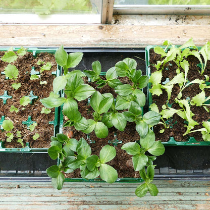 Seedlings in green trays on a wooden surface with a window in the background