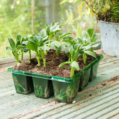 Westland Gro-Sure Visiroot 9 Cell Tray 8 Pack