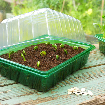 Seedlings in a green tray with a transparent lid on a wooden surface