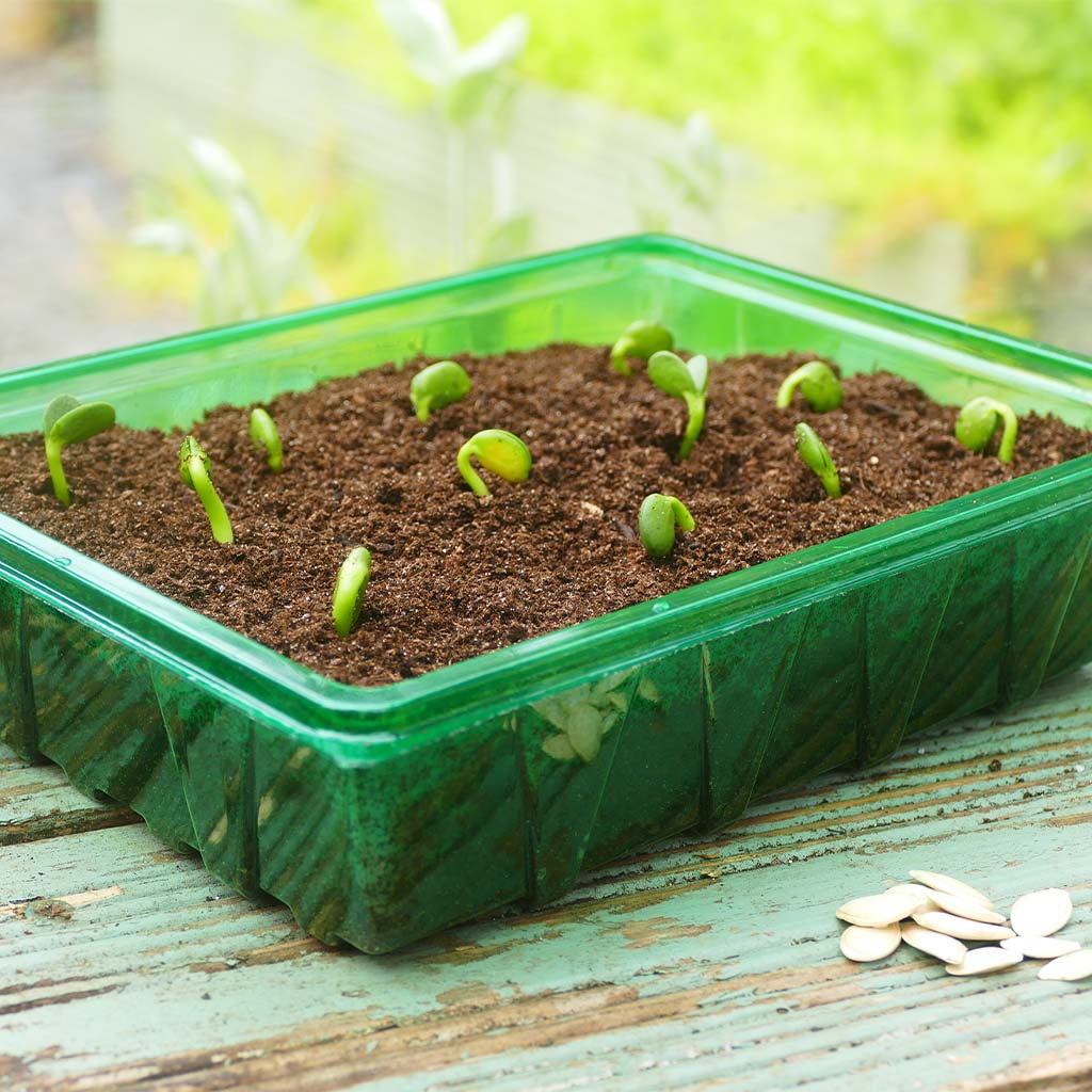 Seedlings in a green plastic tray on a wooden surface with blurred greenery in the background