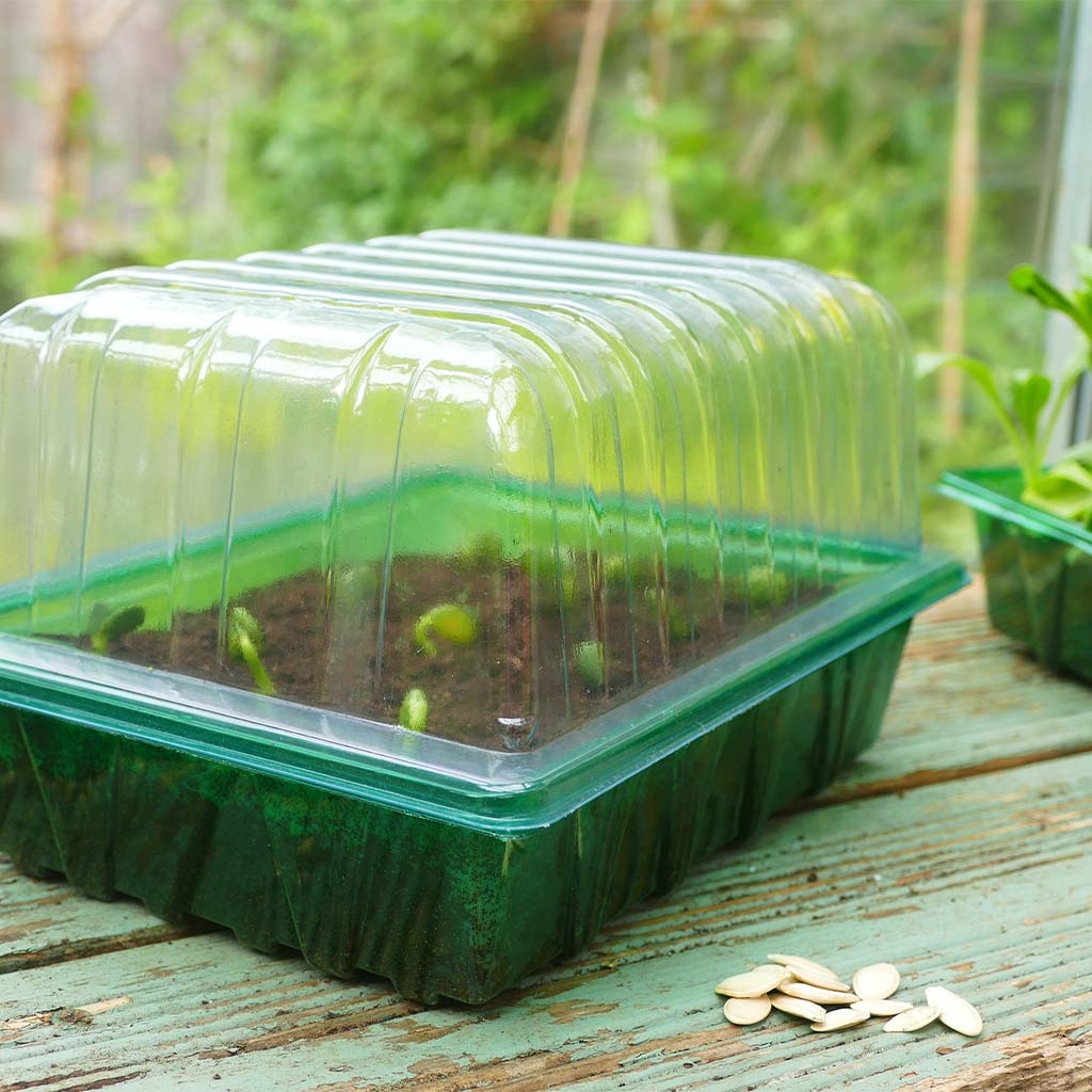 Seedling tray with young plants and a lid on a wooden surface outdoors.