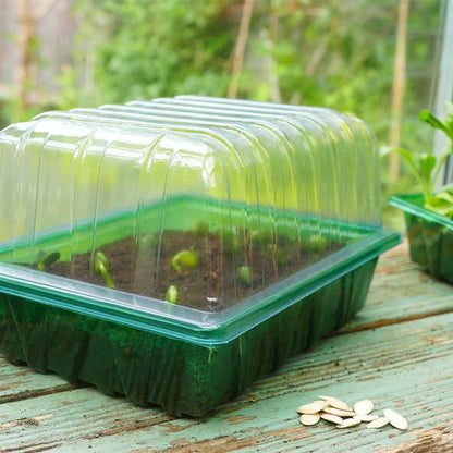 Seedling tray with young plants and a lid on a wooden surface outdoors.