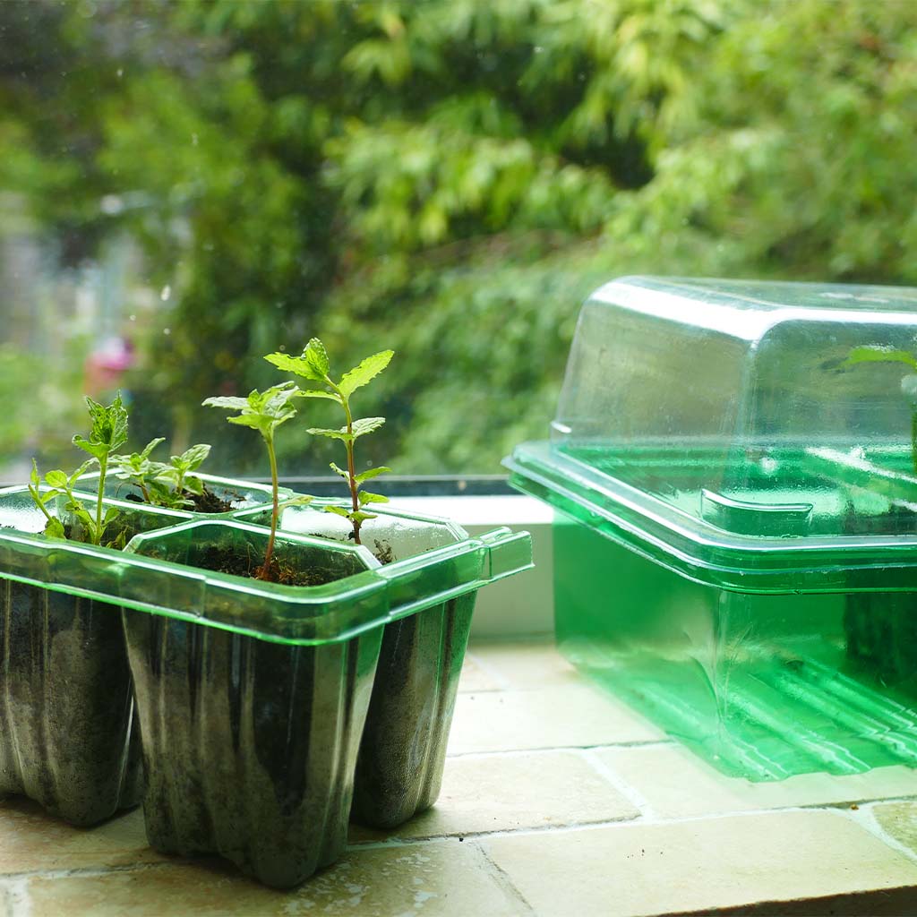 Gro-Sure Visiroot Windowsill Propagator Set on a windowsill