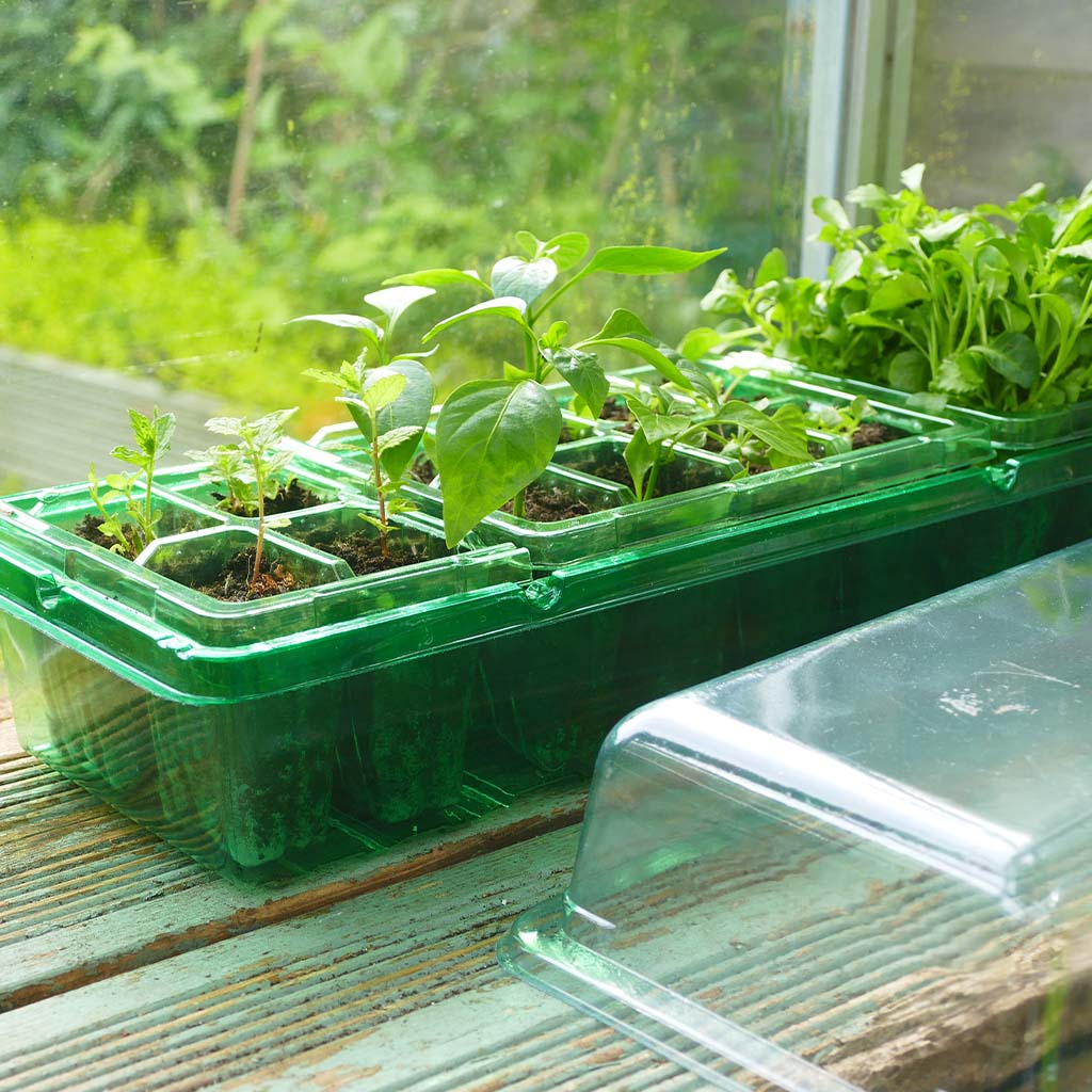 Gro-Sure Visiroot Windowsill Propagator Set on a windowsill