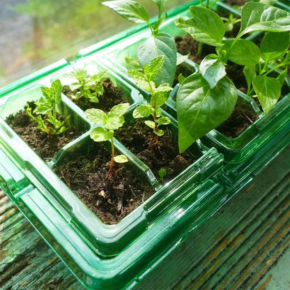 Gro-Sure Visiroot Windowsill Propagator Set on a windowsill