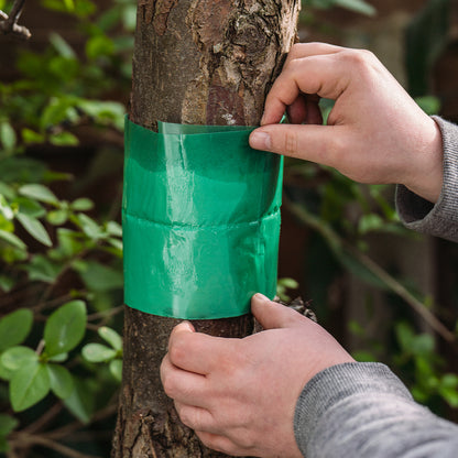 Growing Success Glue Band Trap