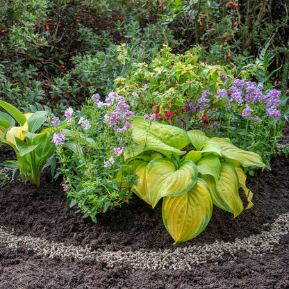 Growing Success Slug Stop Pellets on garden soil