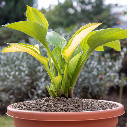 Growing Success Slug Stop Pellets in a potted plant