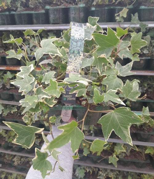 Potted plant with a visible tag labeled 'happy plants' against a background of more plants.