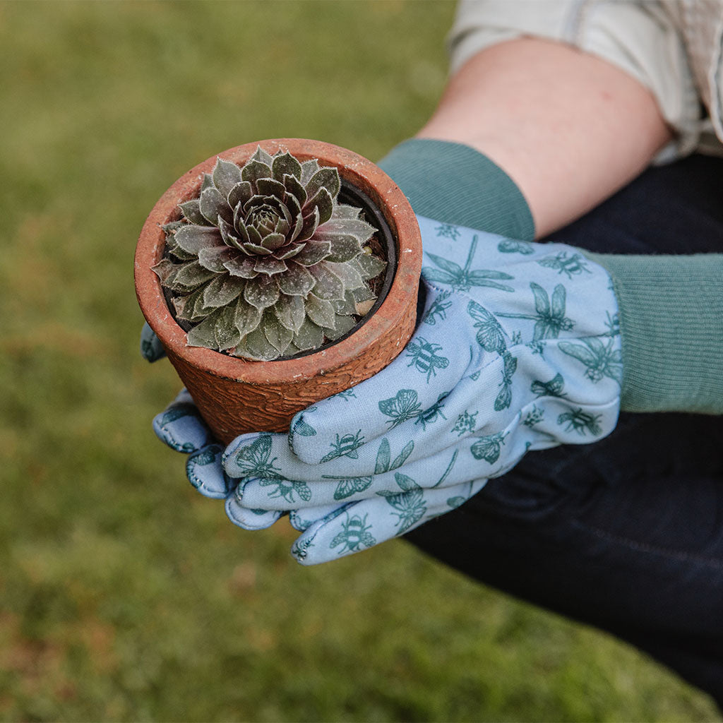 Person wearing gardening gloves holding a potted succulent plant outdoors.