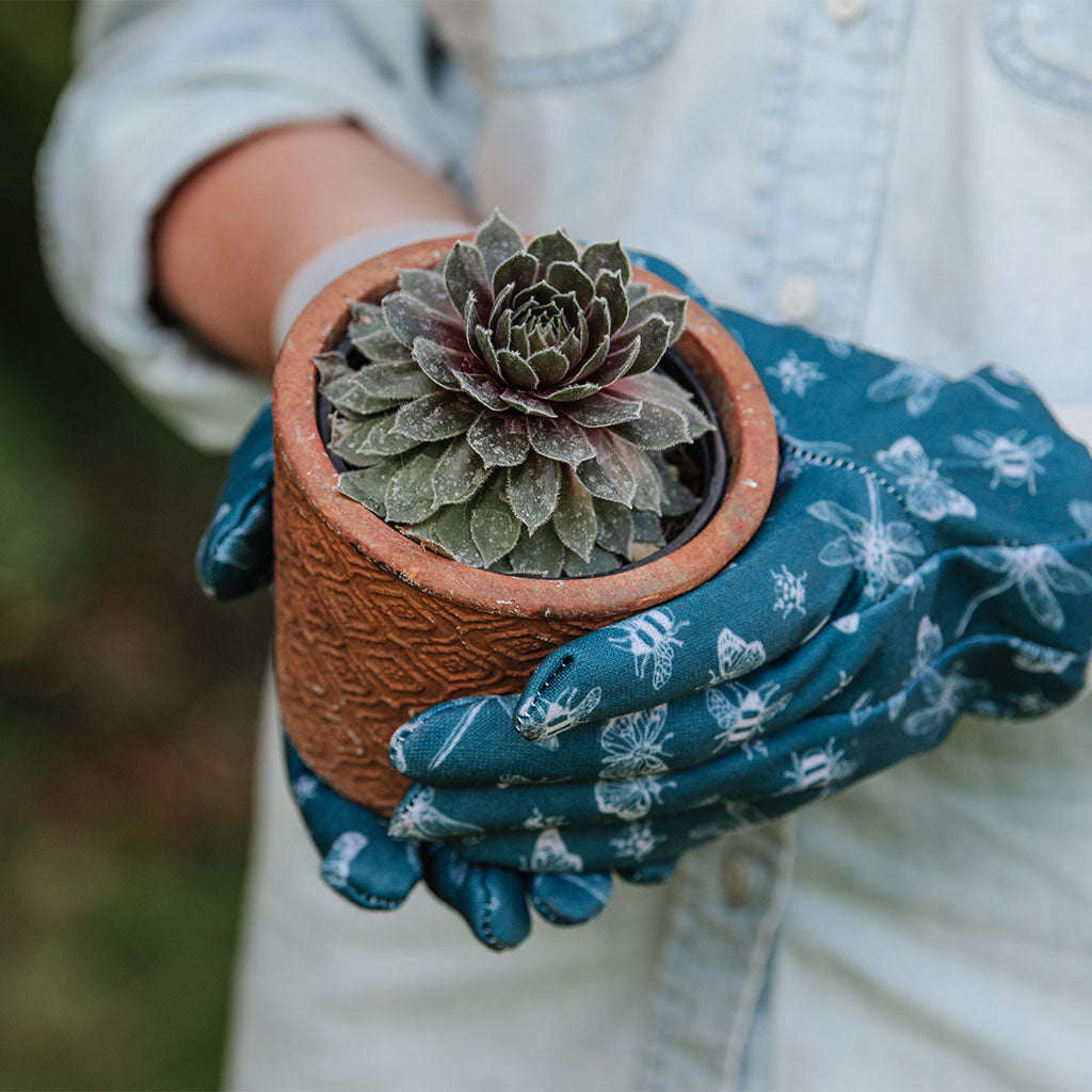 Person wearing blue gardening gloves holding a potted succulent plant.