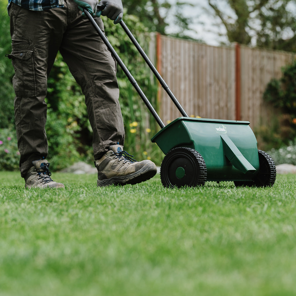 Westland Lawn Drop Spreader being pushed on a lawn