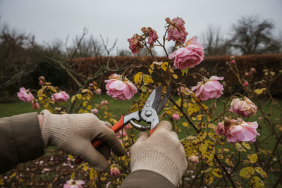 Make the flowers and leaves a bit less healthy due to colder weather