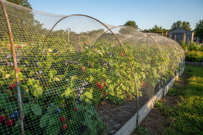 Net Soft Fruit to Protect From Birds in early summer