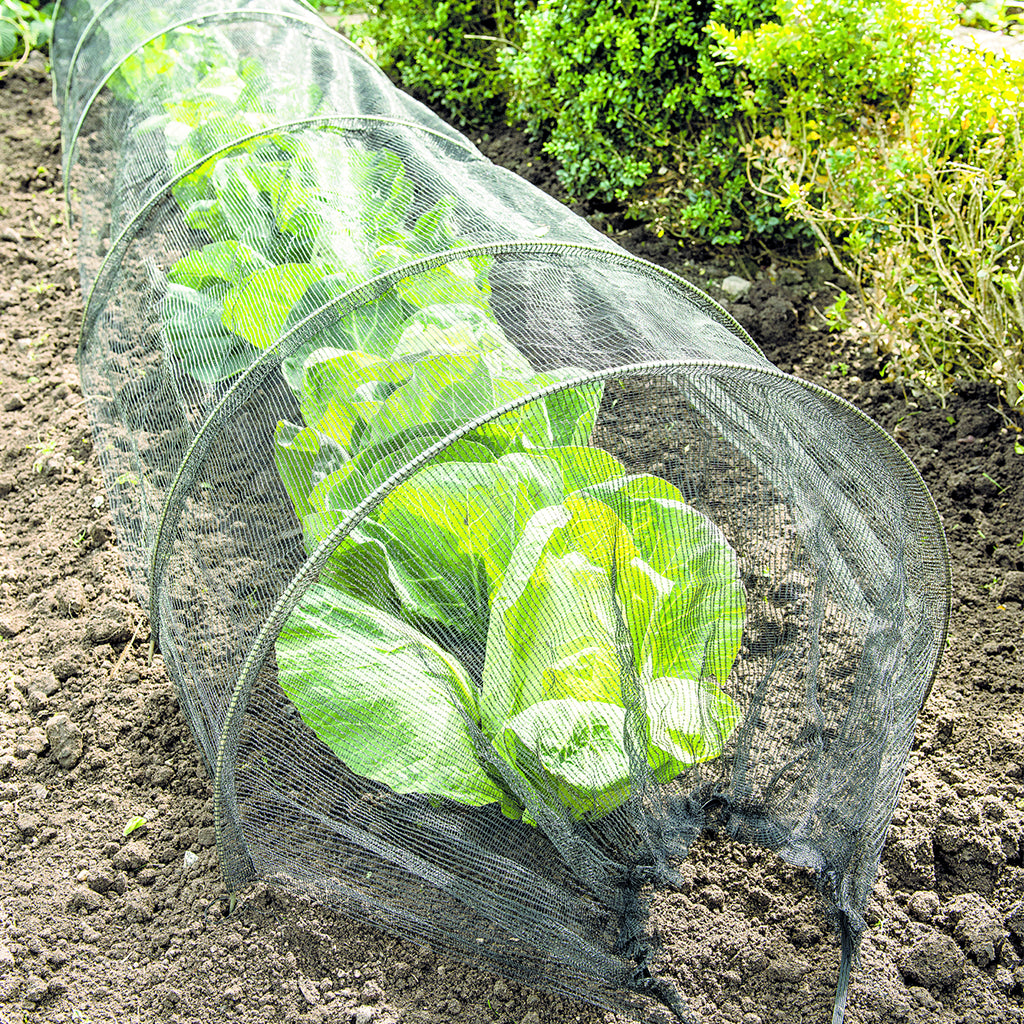 Green plants protected by a transparent mesh tunnel in a garden setting