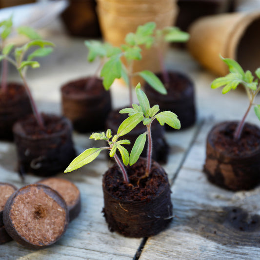 Grow It Peat Free Compost Growing Discs