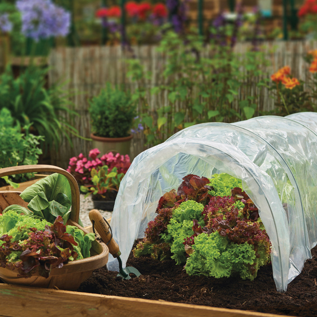 Grow It Polythene Grow Tunnel over some lettuce in a garden bed