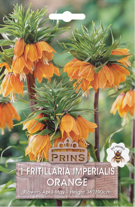 Prins 1 Fritillaria Imperialis Orange - Correct Ratio
