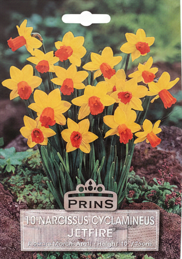 Prins 10 Narcissus Cyclamineus Jetfire - Stock Photo