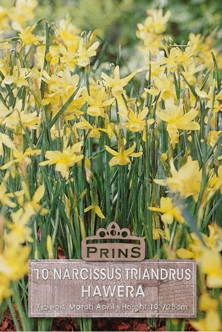 Prins 10 Narcissus Triandrus Hawera - Corrected
