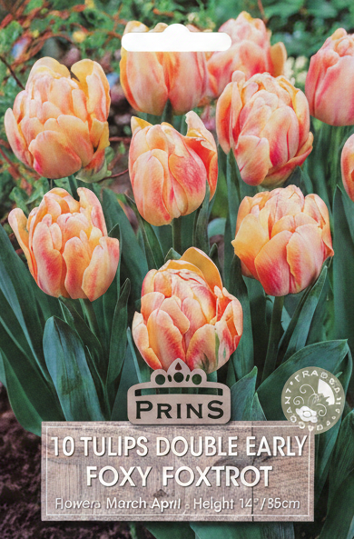 Prins 10 Tulips Double Early Foxy Foxtrot - Upright
