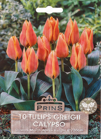 Prins 10 Tulips Greigii Calypso - Stock Photo